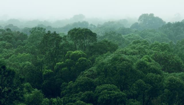 Treeping Reforestation Program by RainForest Water