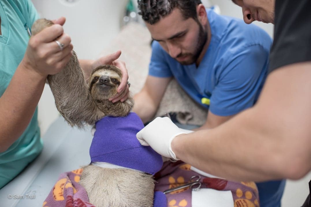 The Sloth Institute