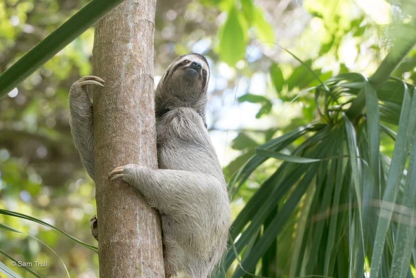 baby sloth